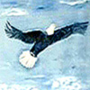 Eagle Banner