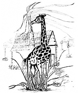 Giraffe