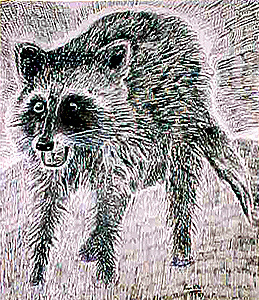 Racoon Attack