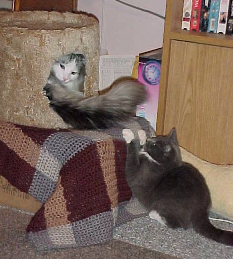 Trouble and Bitser